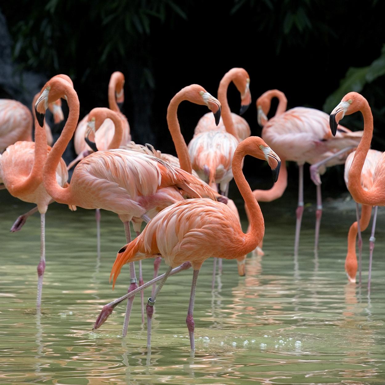 Chia sẻ kinh nghiệm tham quan vườn chim Jurong siêu chi tiết